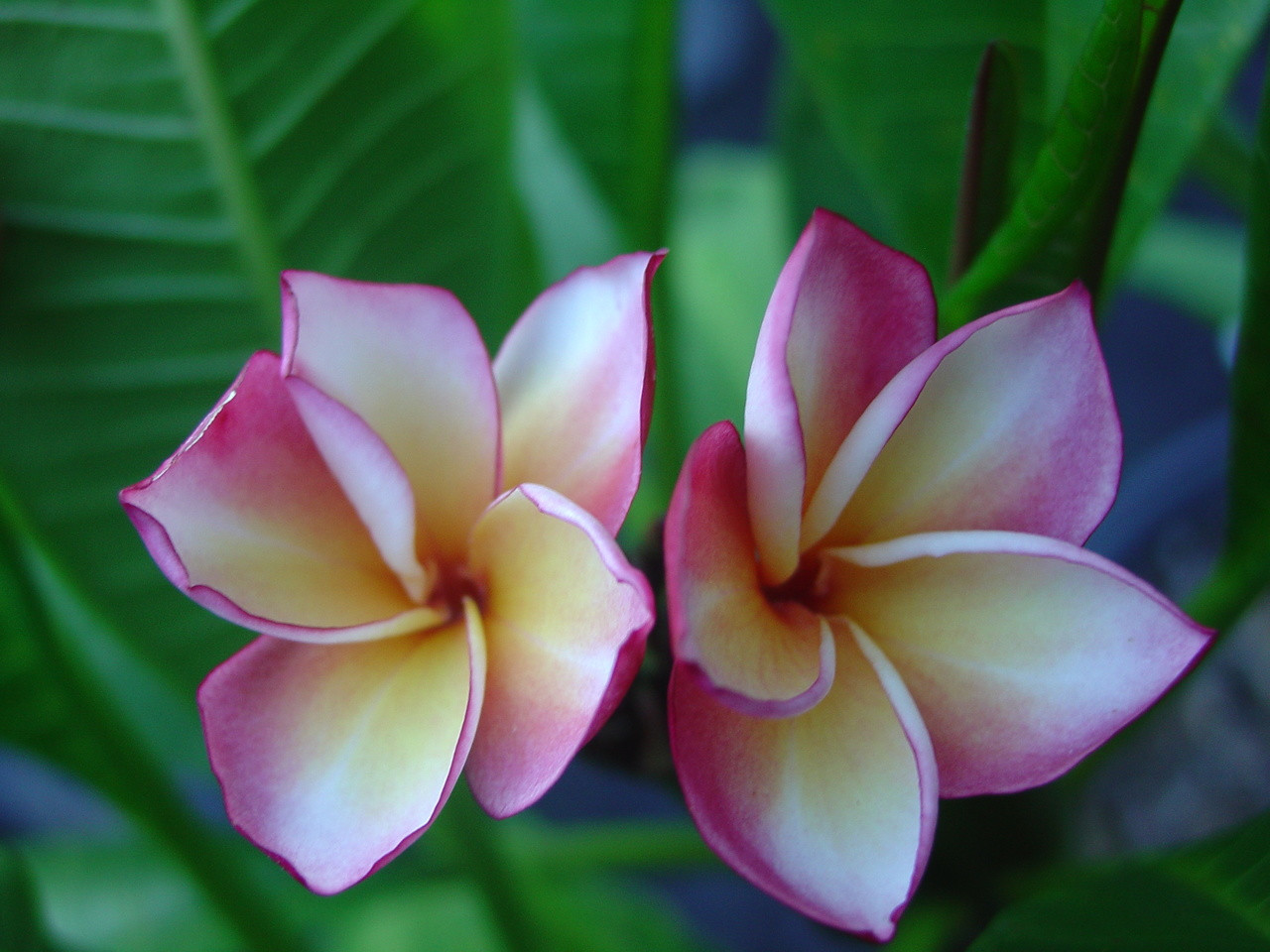 Shangra La Plumeria aka J85