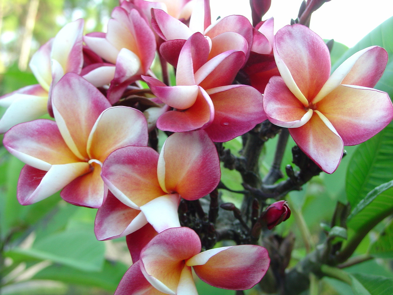 Shangra La Plumeria aka J85