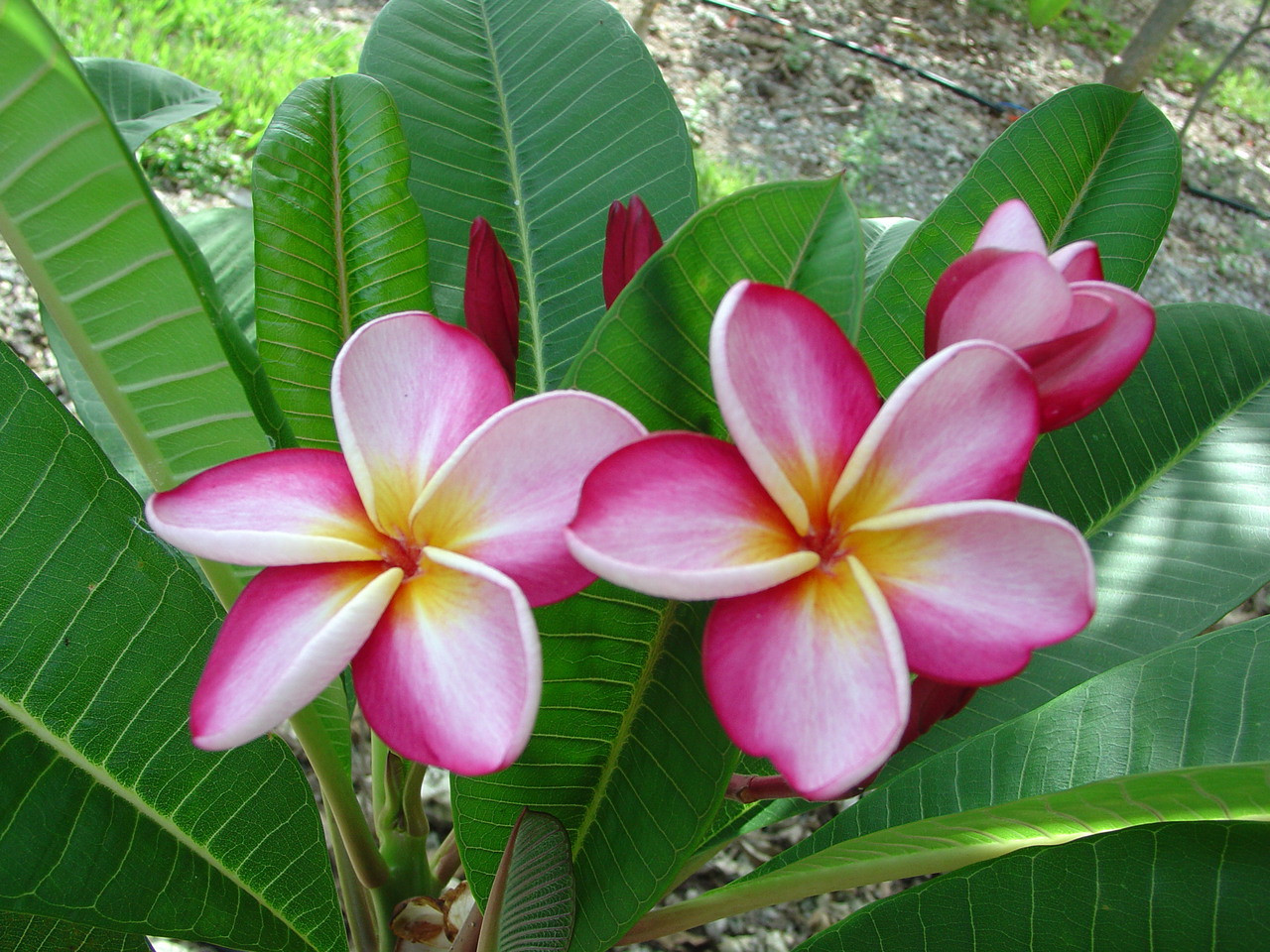 Sophie Plumeria Introduced by Florida Colors Nursery