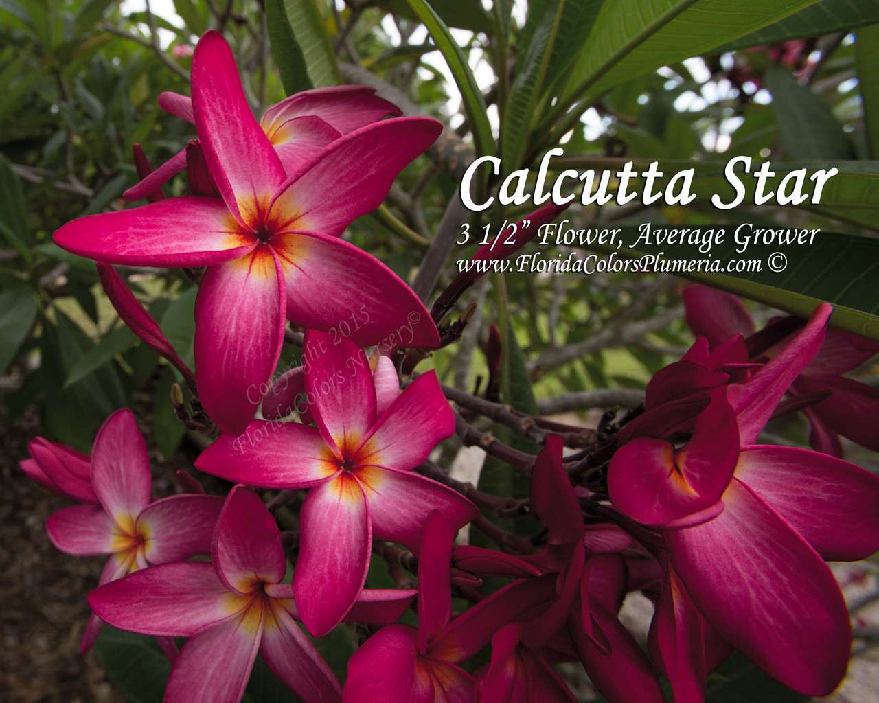 Calcutta_Star_8963__34254.