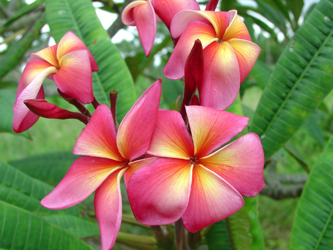 Dorothy Lucille Plumeria Introduced by Florida Colors Nursery