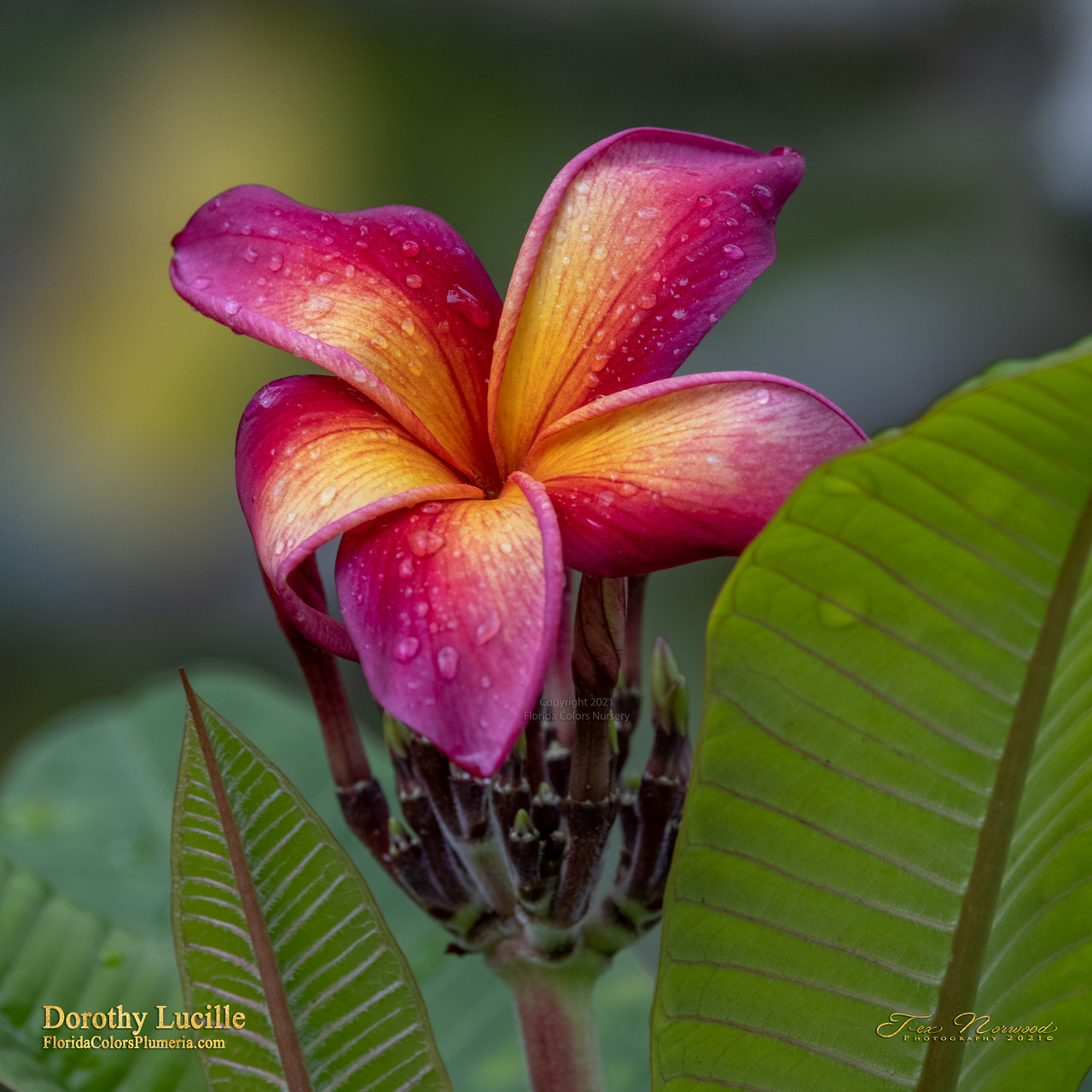 Dorothy Lucille Plumeria Introduced by Florida Colors Nursery