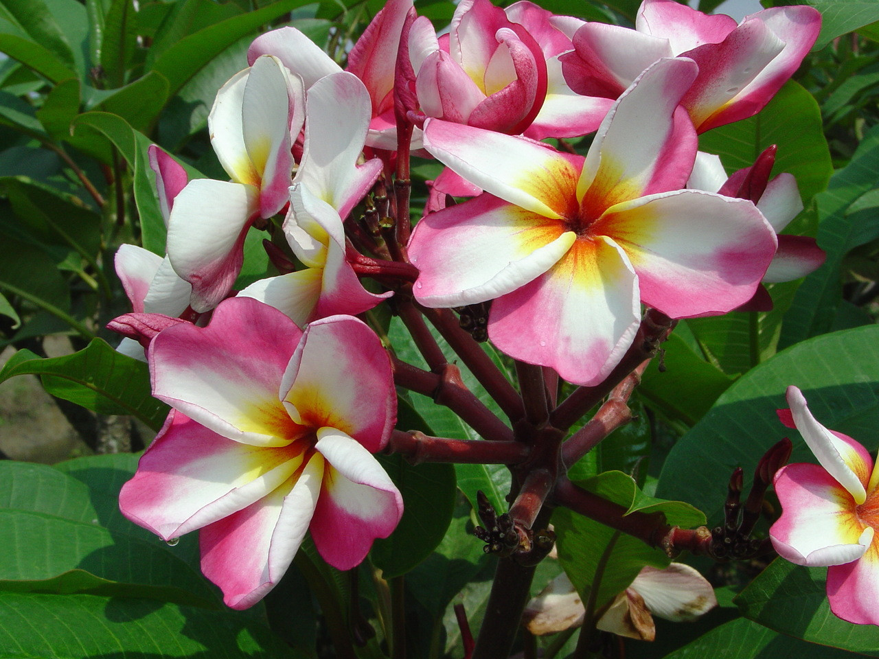 Jack 2 Plumeria ( rooted) aka Lady Fruit Plumeria