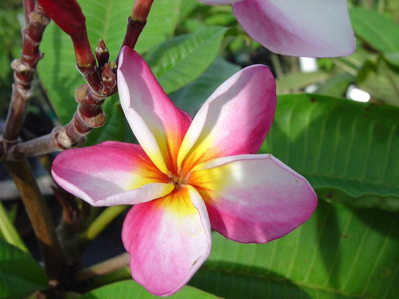 Jack 2 Plumeria ( rooted) aka Lady Fruit Plumeria