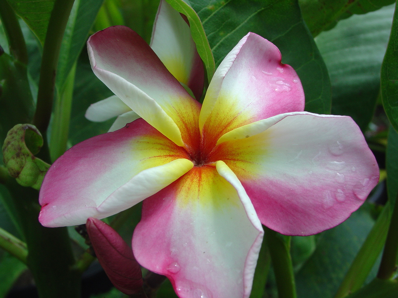plumeria ページ Pink Plumeria | C&J Gardening Center