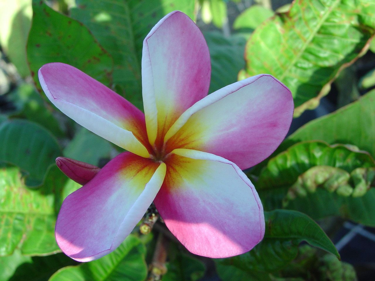 Jack 2 Plumeria ( rooted) aka Lady Fruit Plumeria