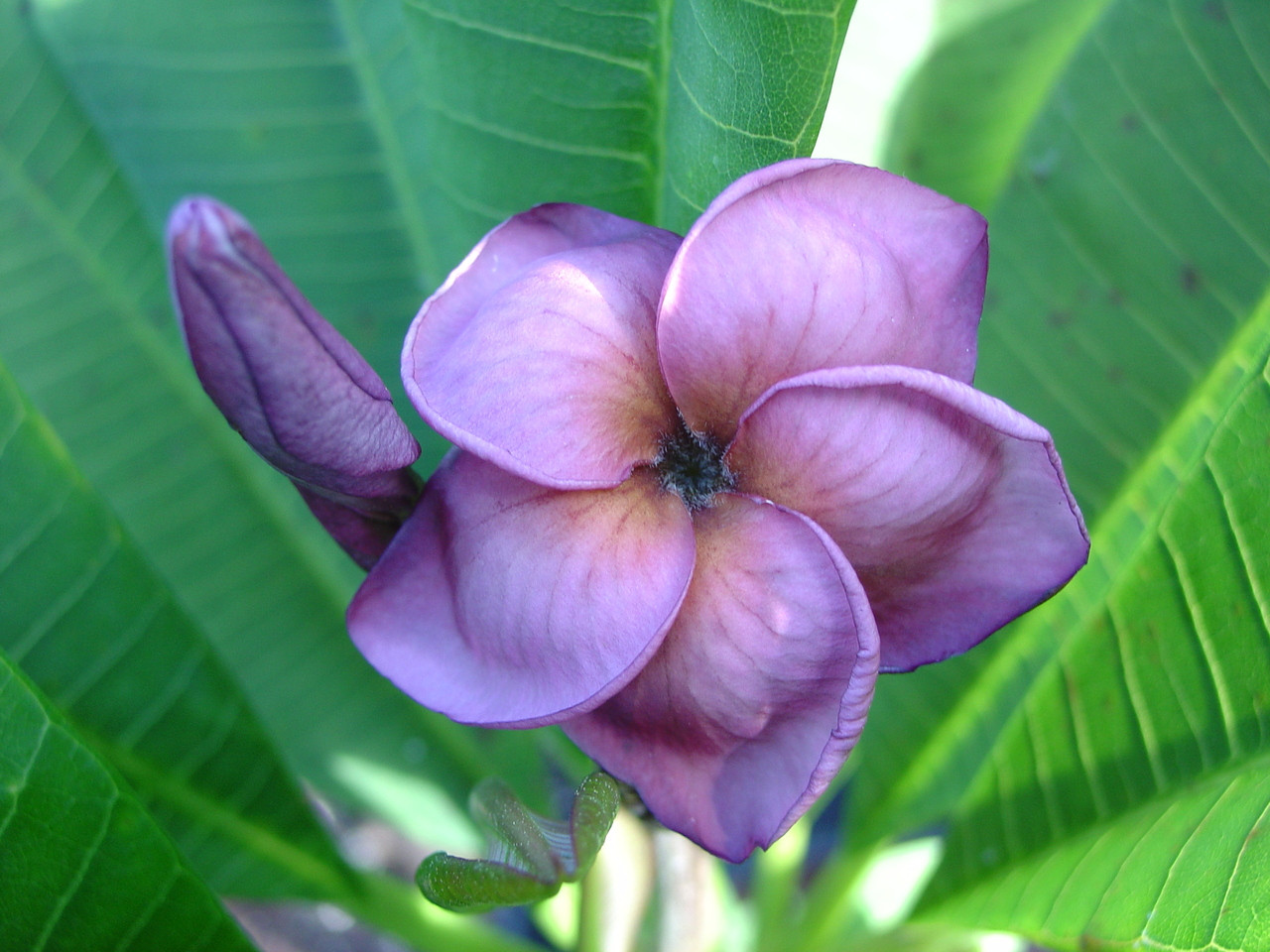 Purple Jack Plumeria