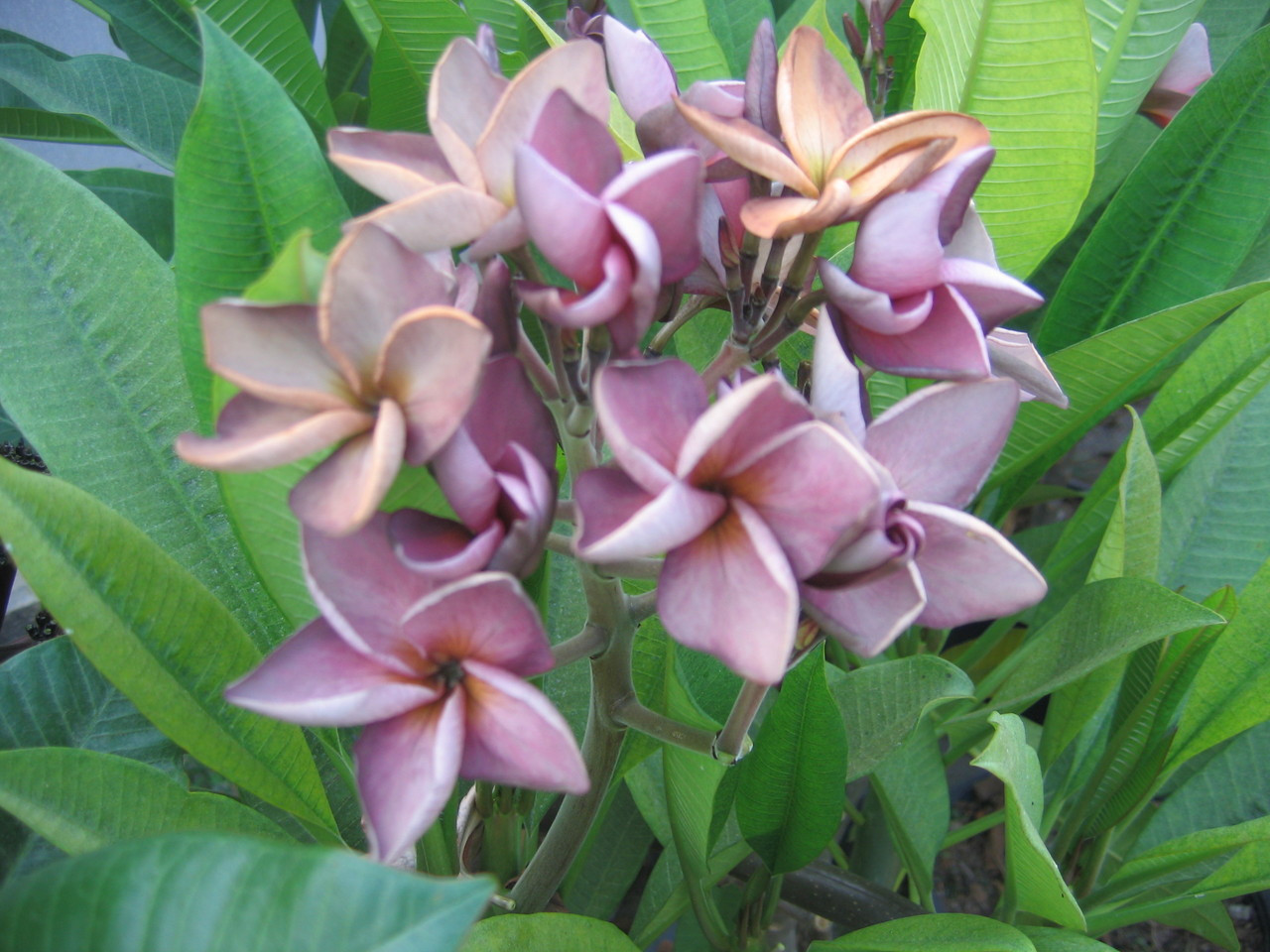 Purple Jack Plumeria