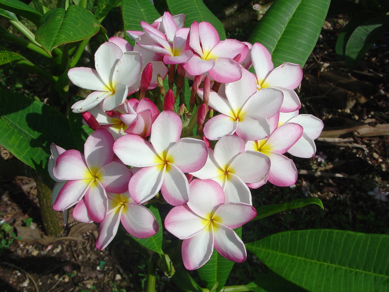 Lillywarmtoes Plumeria Introduced by Florida Colors Nursery