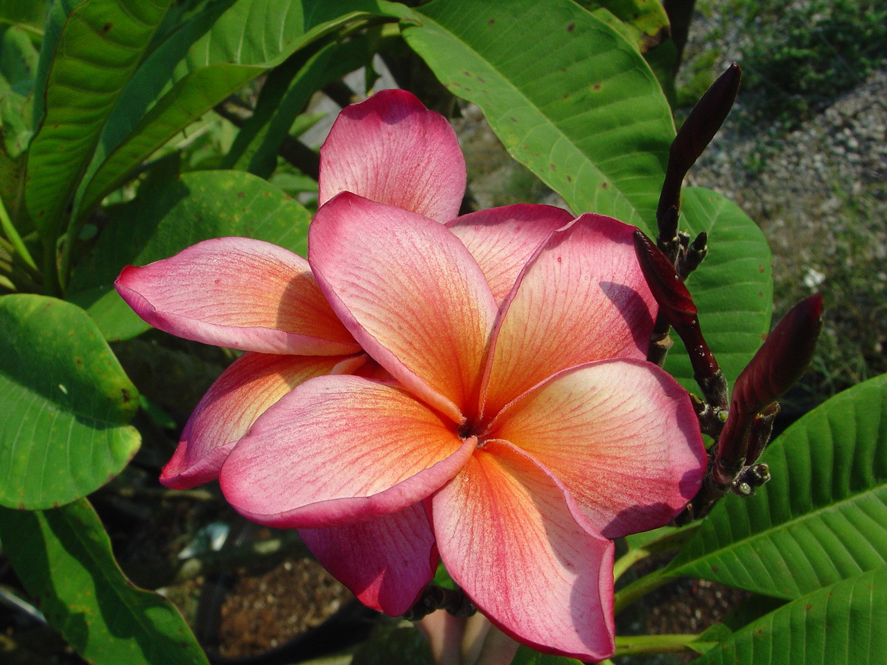 Temptation Plumeria aka PC 33