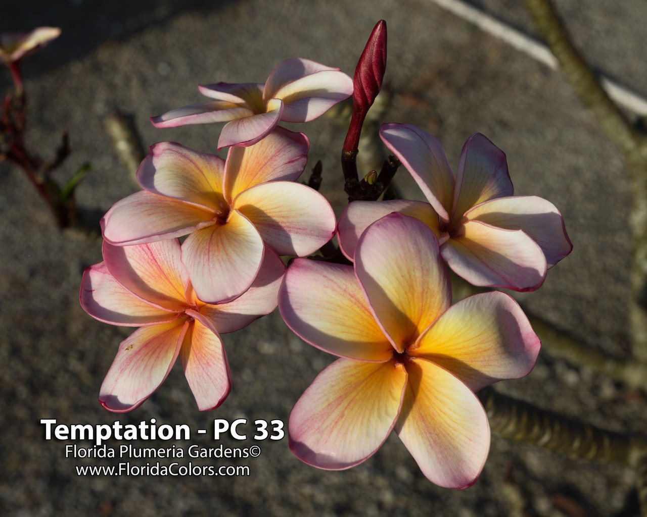 Temptation Plumeria aka PC 33