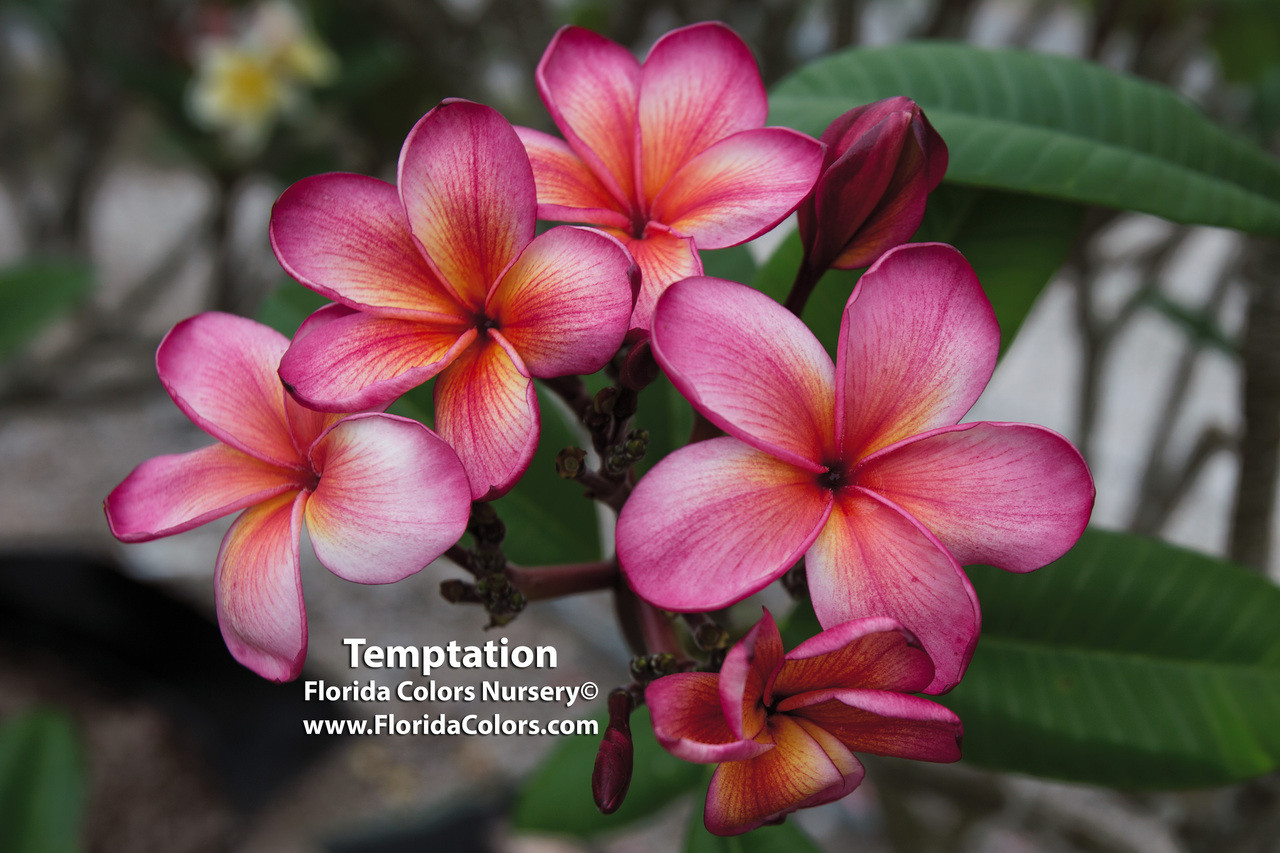 【363】plumeriaページ Temptation Plumeria aka PC 33