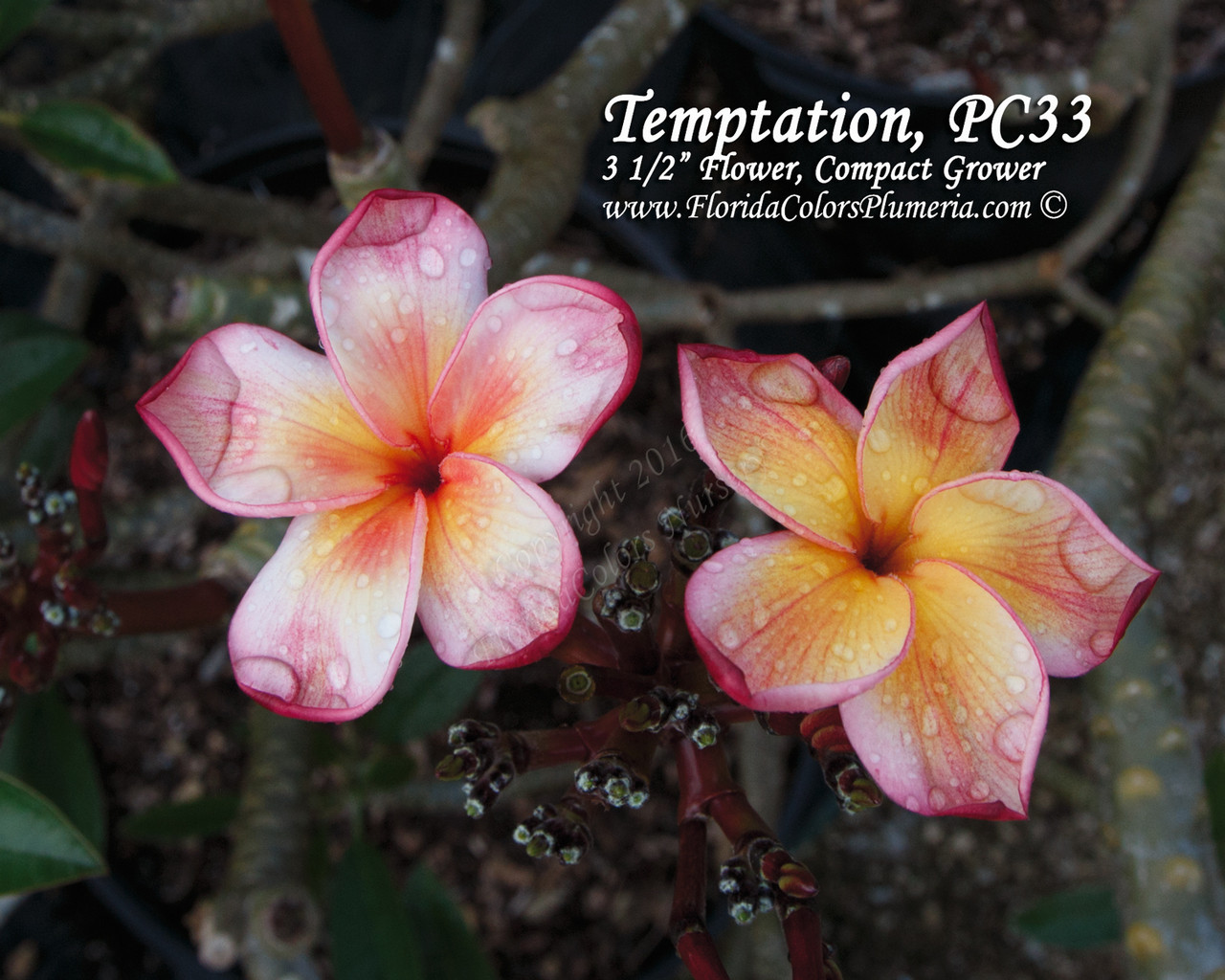 Temptation Plumeria aka PC 33