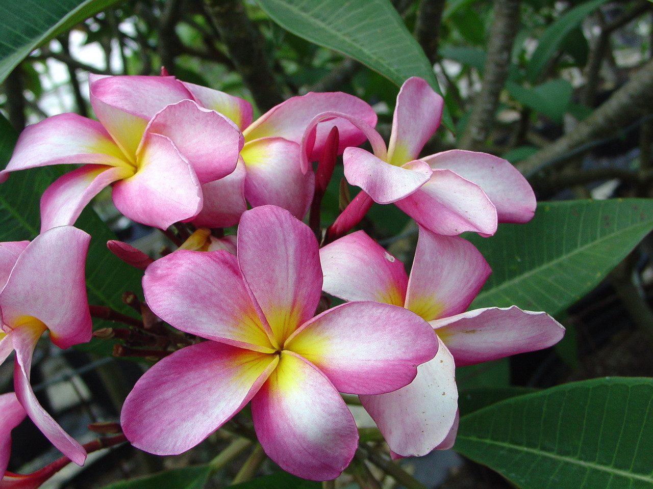 Chompoo Jack Plumeria aka Delicato