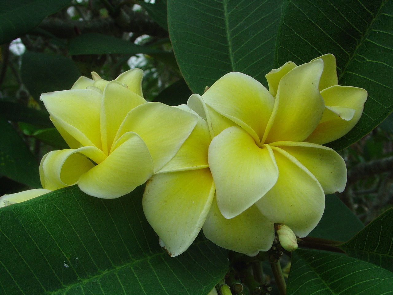 Dan Leidke Plumeria Introduced by Florida Colors Nursery