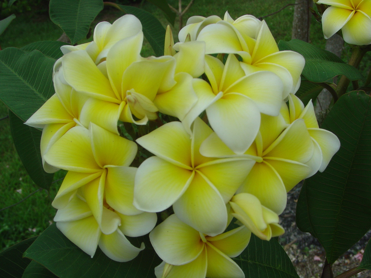 Dan Leidke Plumeria Introduced by Florida Colors Nursery