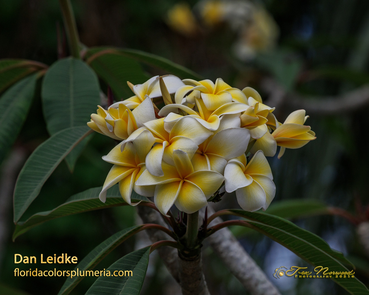 Dan Leidke Plumeria Introduced by Florida Colors Nursery