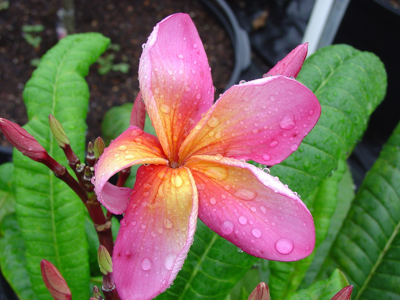Peace aka Loi Kratong Plumeria