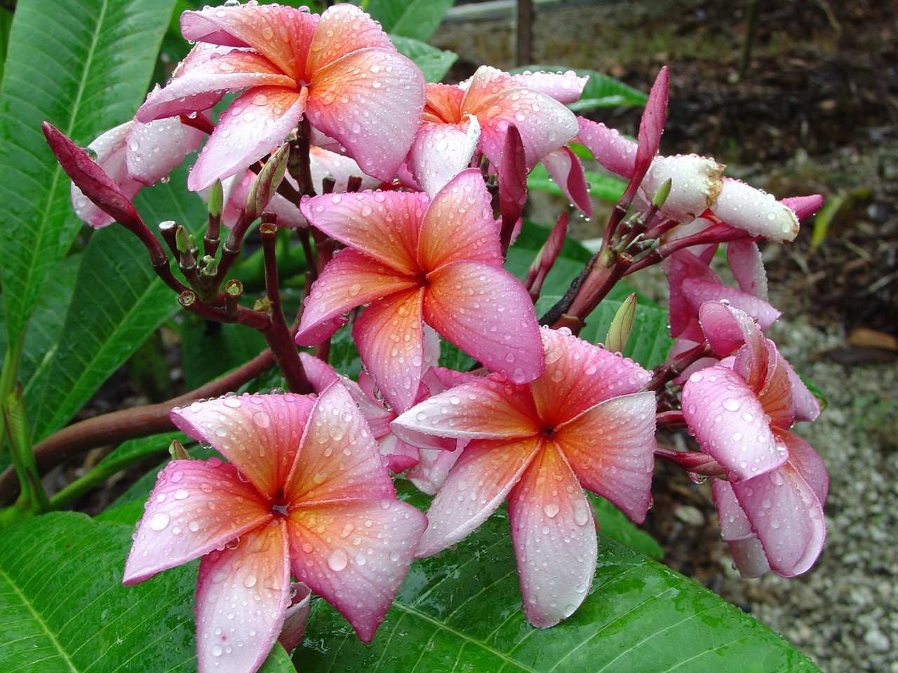 Peace aka Loi Kratong Plumeria
