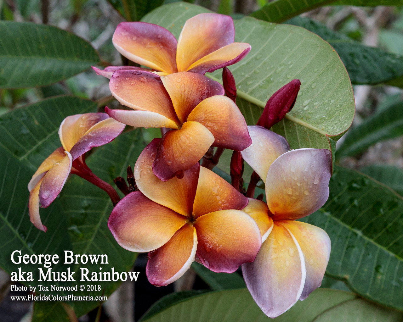 Musk Rainbow Plumeria aka George Brown