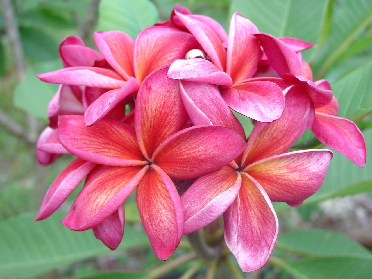 【Plumeria＊ 】fracoraHITOKAN Extract ２本 Kelly Moragne Plumeria aka Moragne 106