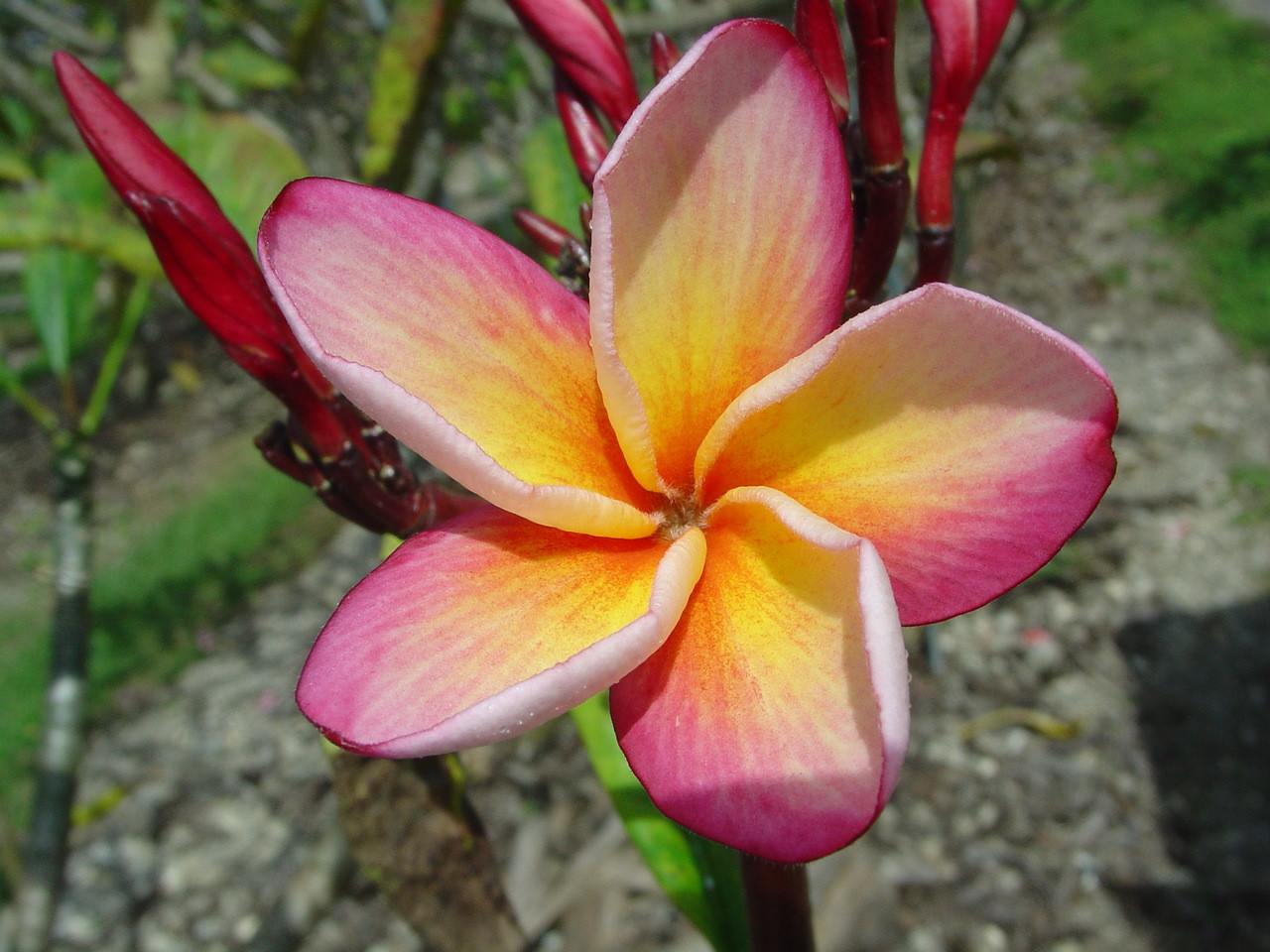 Pas de Fleurs リトグラフ 3/100 CLE430.jpg?v=1704401928&width=1920
