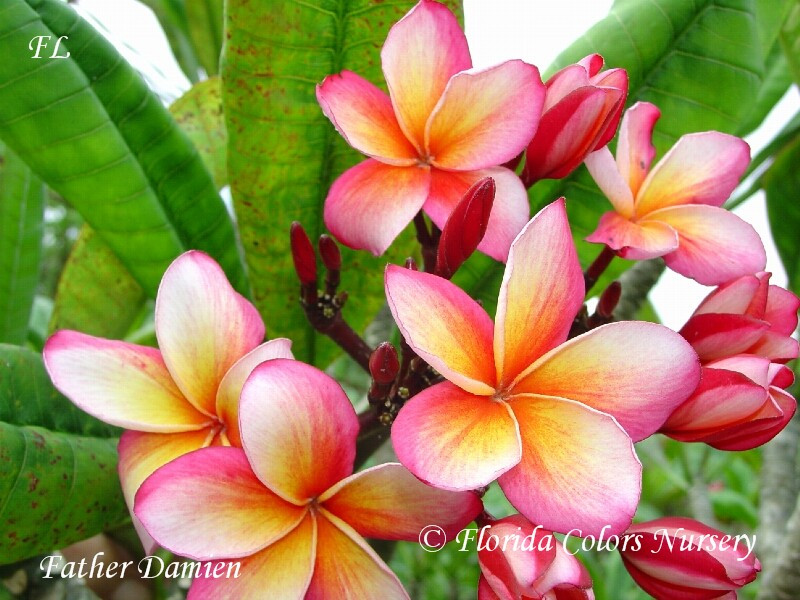 Pas de Fleurs リトグラフ 3/100 Dahlia Puzzle – Frances Palmer Pottery