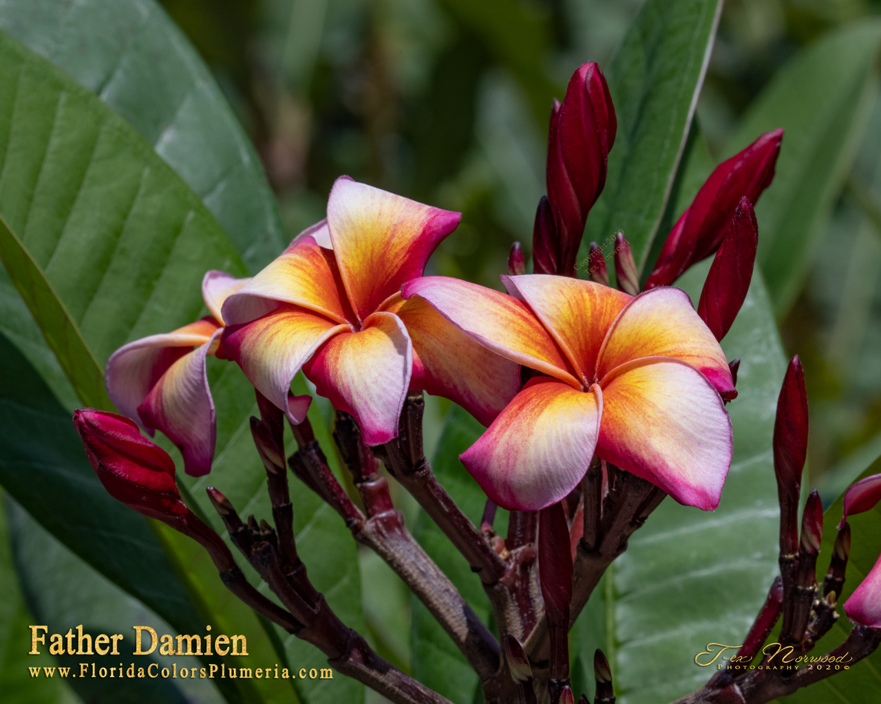 Father Damien Plumeria Introduced by Florida Colors Nursery