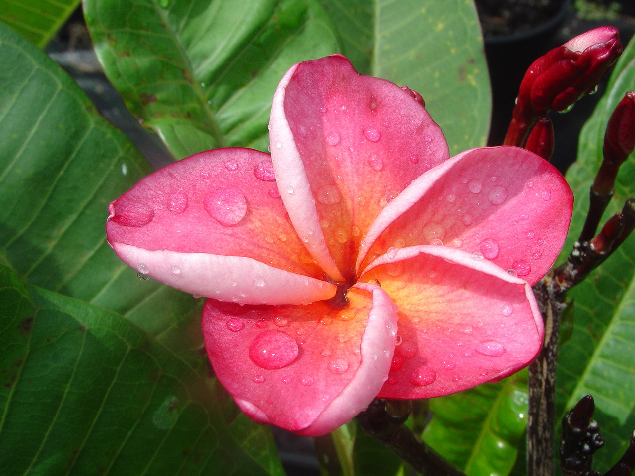 J23 Plumeria