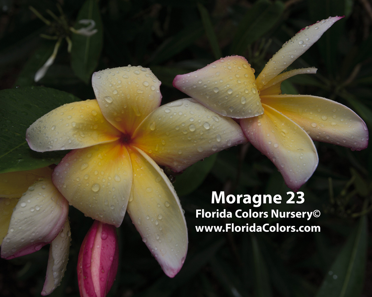 Moragne 23 Plumeria