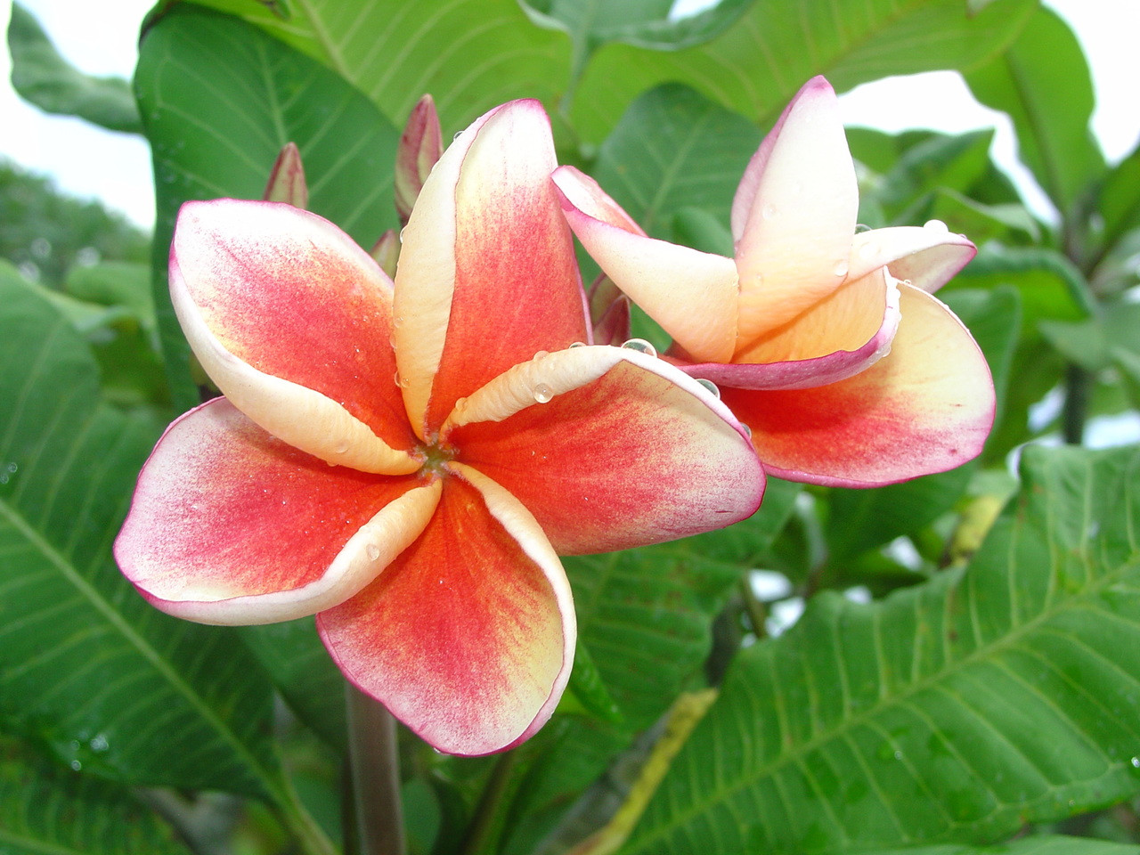 Salmon Jack Plumeria Introduced by Jungle Jack aka Plumeria Carnival