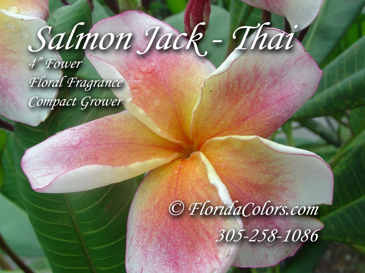 Salmon Jack Plumeria Introduced by Jungle Jack aka Plumeria Carnival