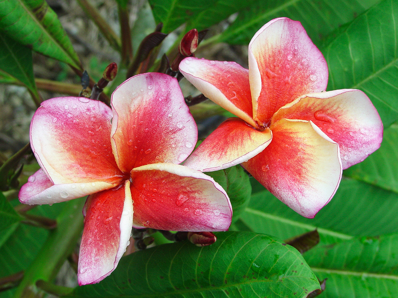 Salmon Jack Plumeria Introduced by Jungle Jack aka Plumeria Carnival