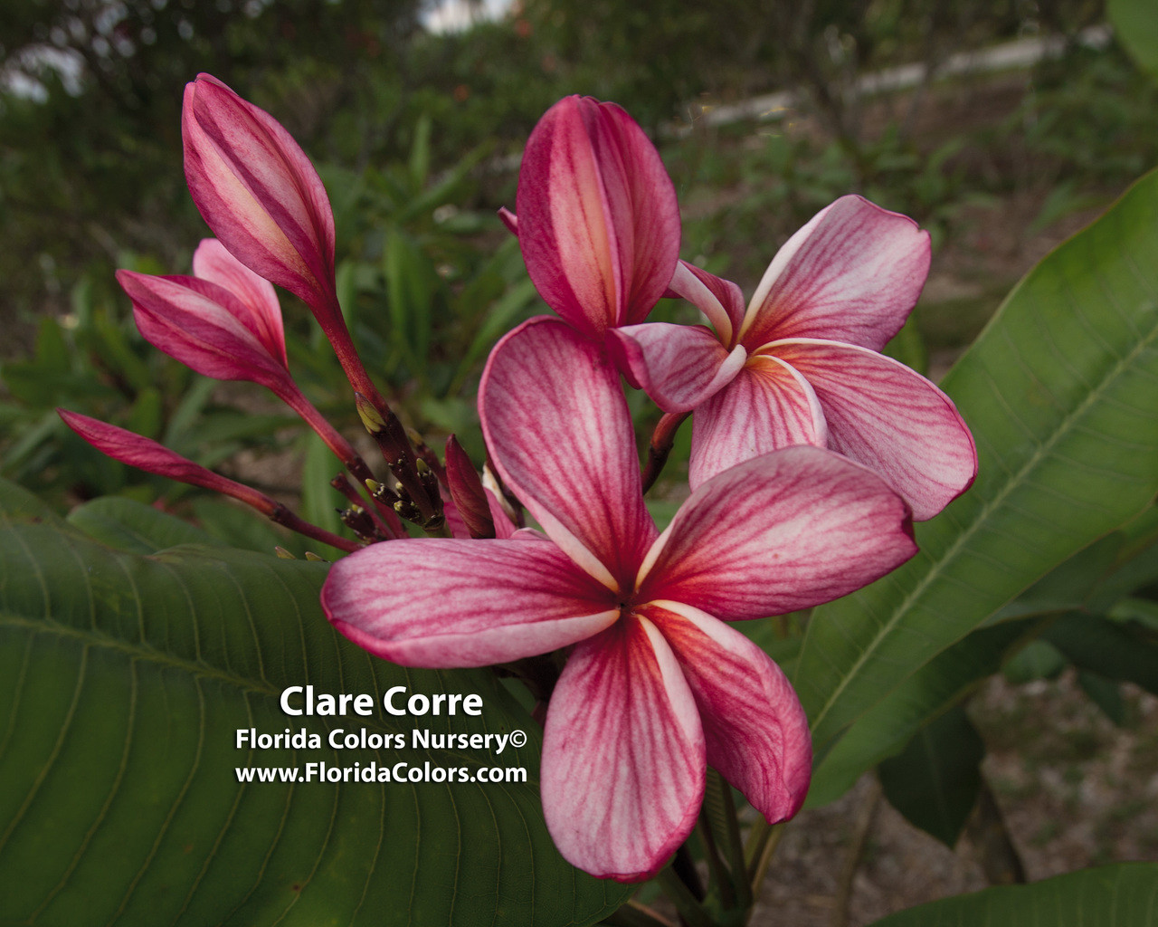 Clare Corre Plumeria