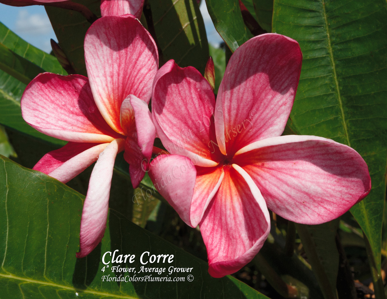 Clare_Corre_2383__94293.