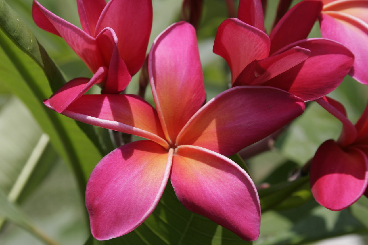 Kaneohe Sunburst (grafted with roots) Plumeria Plumeria by Florida