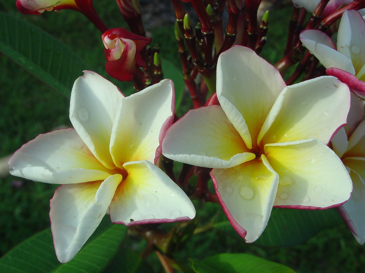 Bonfire Plumeria