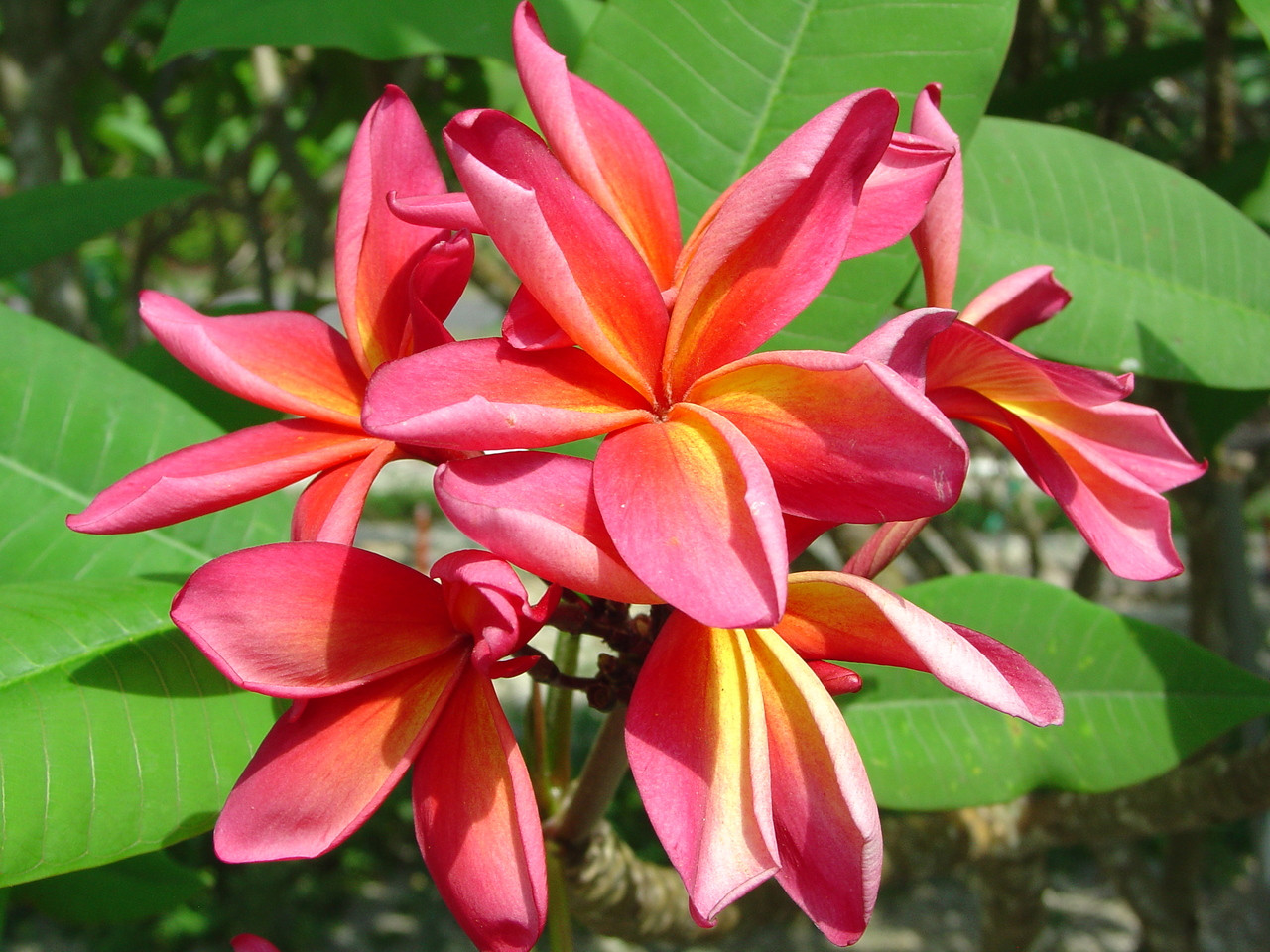 Kauka Wilder Plumeria