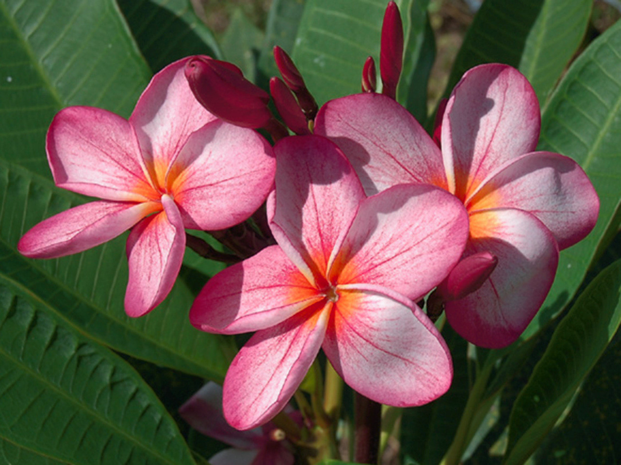 Banglang Tabtim Plumeria aka 4646