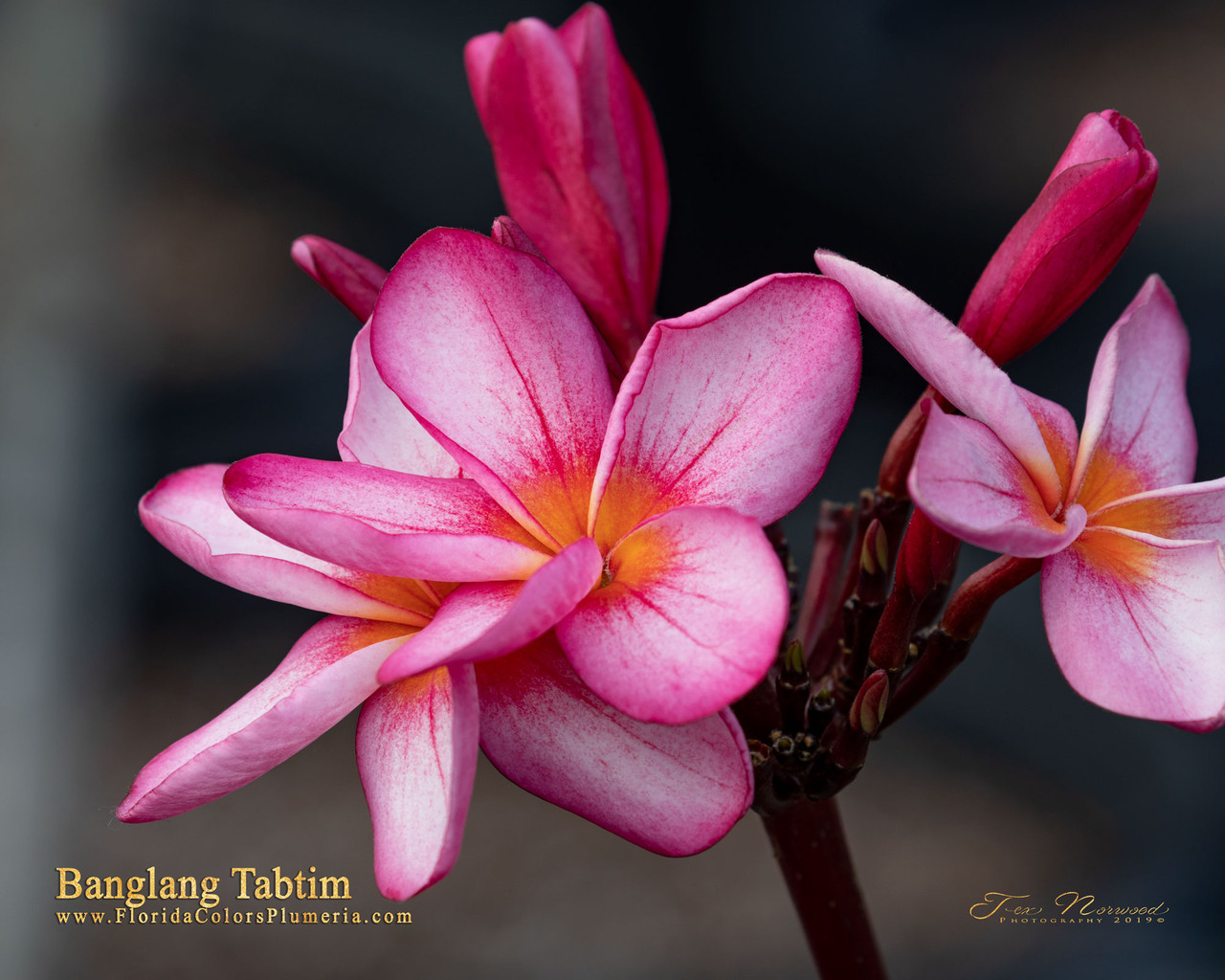 Banglang Tabtim Plumeria aka 4646