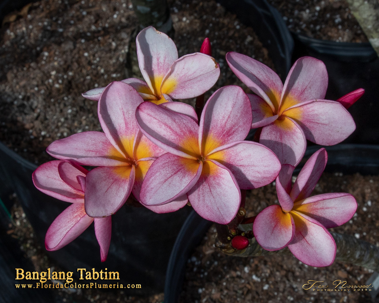 Banglang Tabtim Plumeria aka 4646