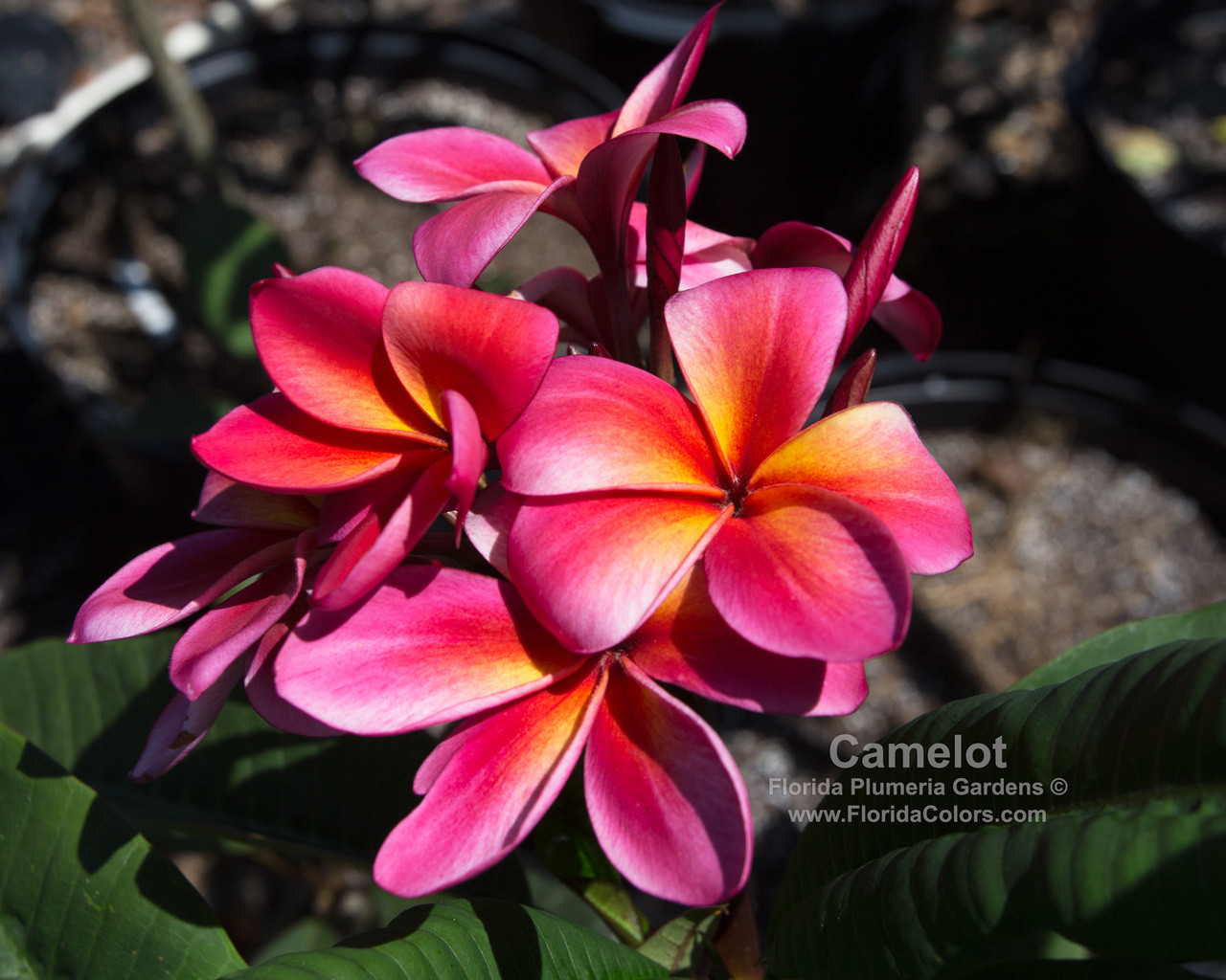 Camelot Plumeria Introduced by Florida Colors Nursery
