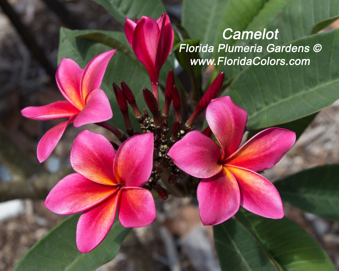 Camelot Plumeria Introduced by Florida Colors Nursery