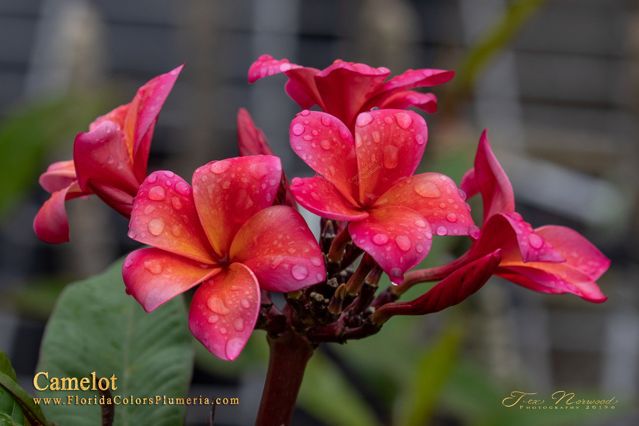 Camelot Plumeria Introduced by Florida Colors Nursery