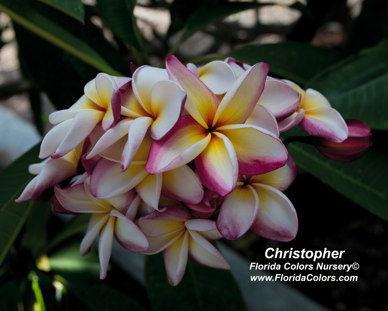 Christopher Plumeria Introduced by Florida Colors Nursery