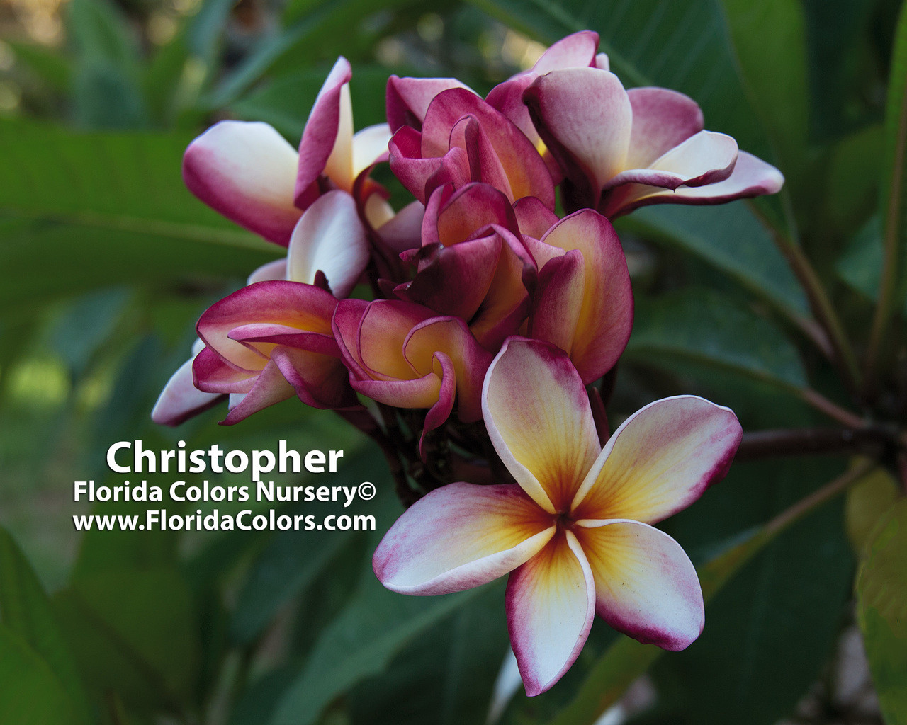 Christopher Plumeria Introduced by Florida Colors Nursery