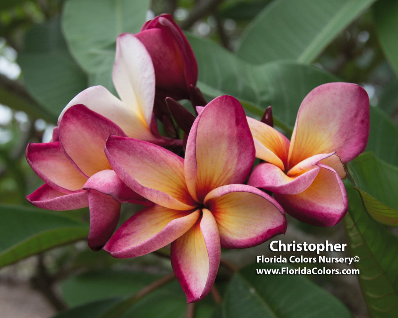 Christopher Plumeria Introduced by Florida Colors Nursery