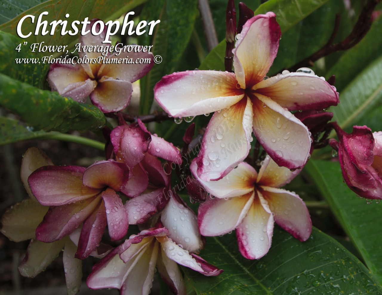 Christopher Plumeria Introduced by Florida Colors Nursery