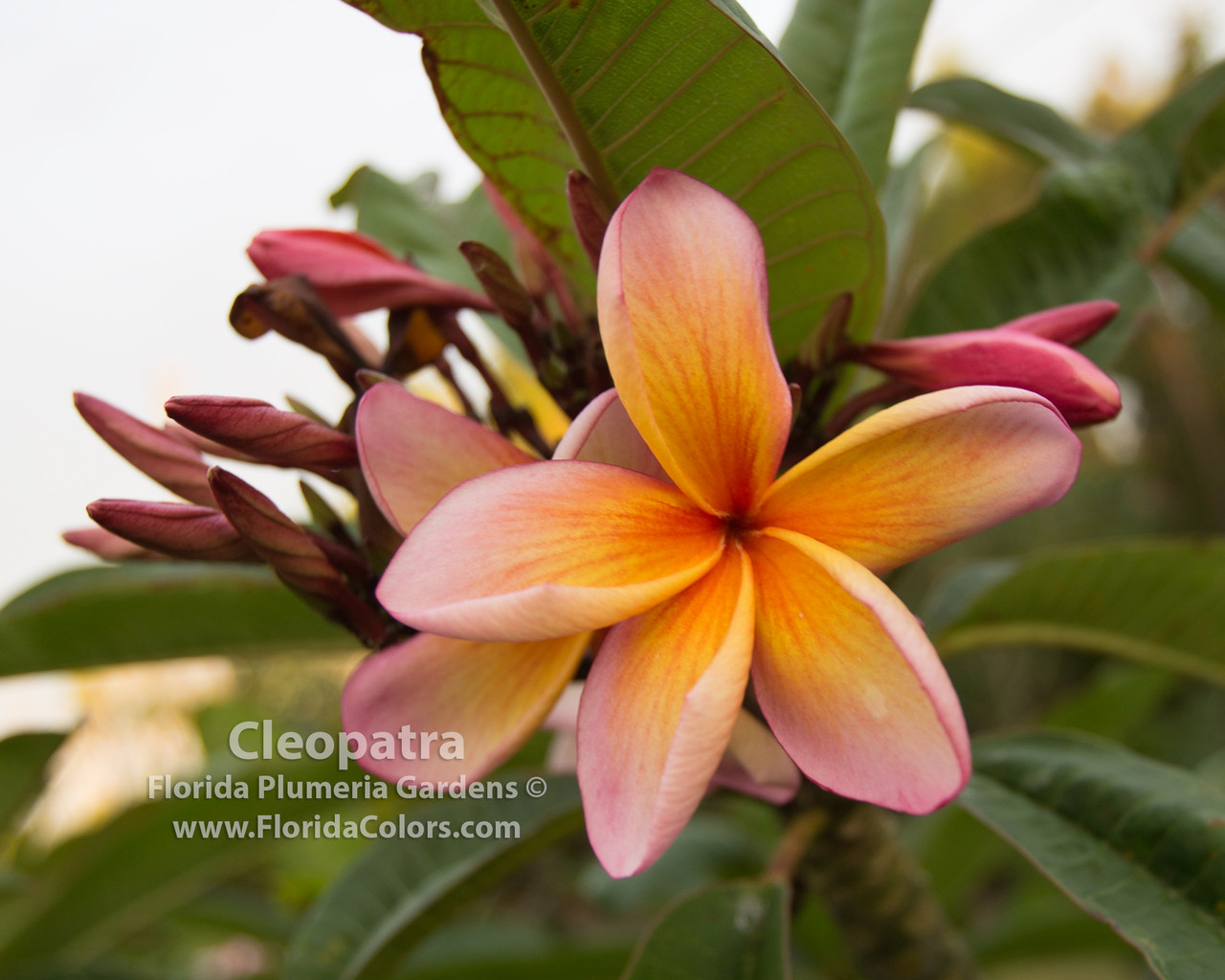 Cleopatra Plumeria from Thailand