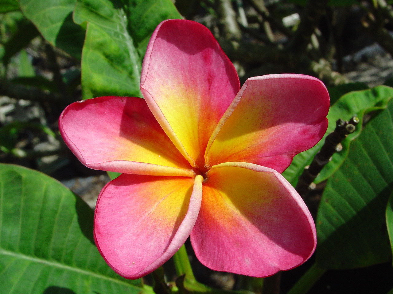 Danny One Plumeria